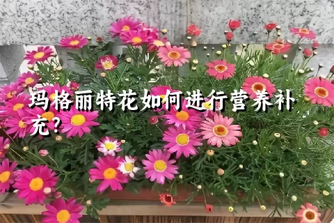 玛格丽特花如何进行营养补充？