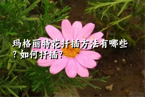 玛格丽特花扦插方法有哪些？如何扦插？
