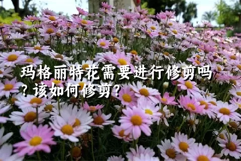 玛格丽特花需要进行修剪吗？该如何修剪？