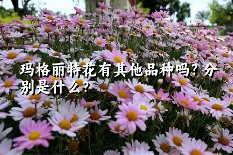 玛格丽特花有其他品种吗？分别是什么？