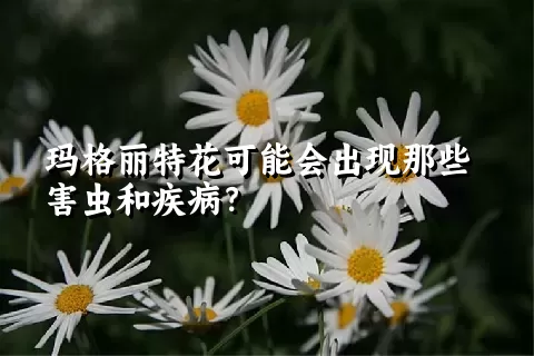 玛格丽特花可能会出现那些害虫和疾病？
