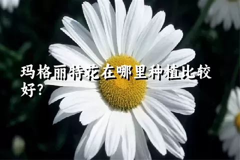 玛格丽特花在哪里种植比较好？