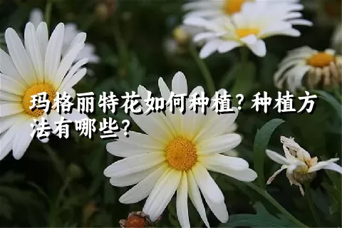 玛格丽特花如何种植？种植方法有哪些？