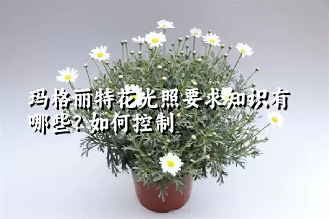 玛格丽特花光照要求知识有哪些？如何控制
