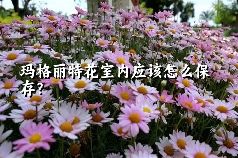 玛格丽特花室内应该怎么保存？