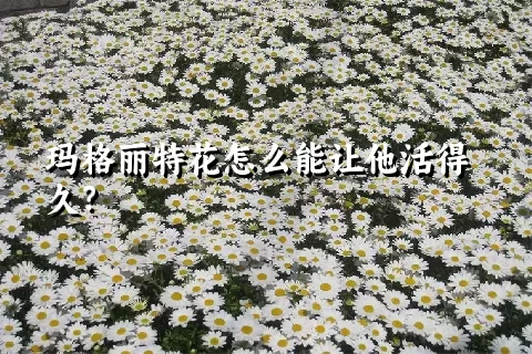 玛格丽特花怎么能让他活得久？