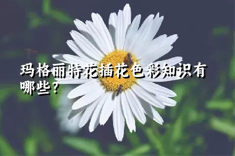 玛格丽特花插花色彩知识有哪些？