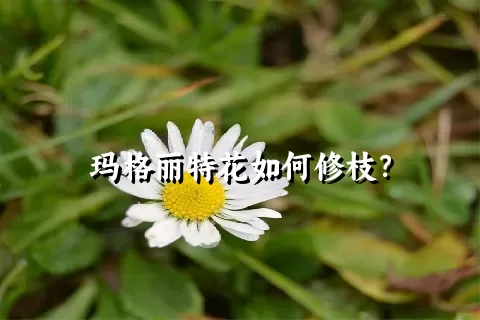 玛格丽特花如何修枝？
