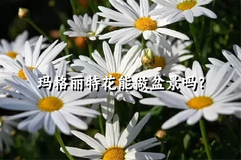 玛格丽特花能做盆景吗？