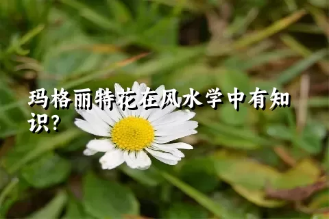 玛格丽特花在风水学中有知识？