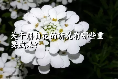 关于屈曲花的研究有哪些重要成果？