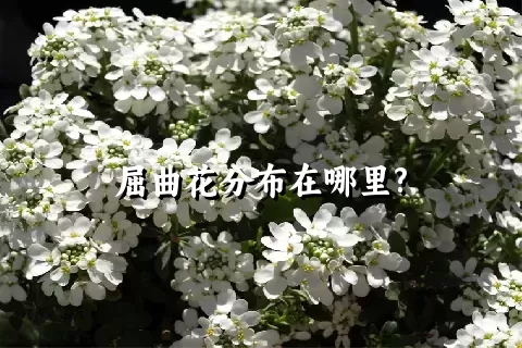 屈曲花分布在哪里?