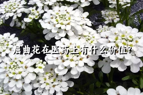屈曲花在医药上有什么价值？