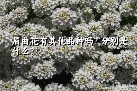 屈曲花有其他品种吗？分别是什么？