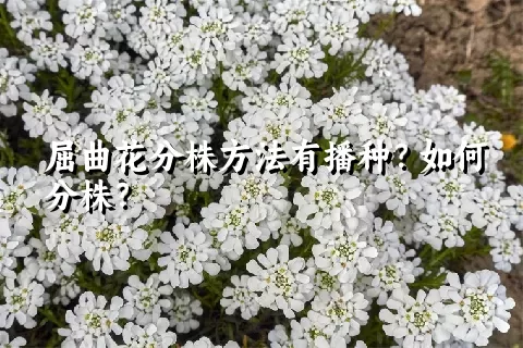 屈曲花分株方法有播种？如何分株？