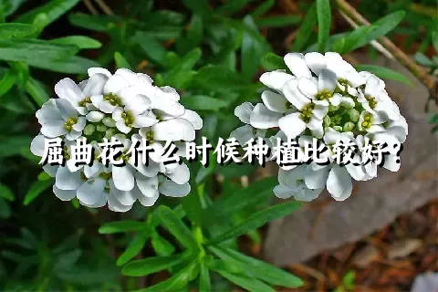 屈曲花什么时候种植比较好？