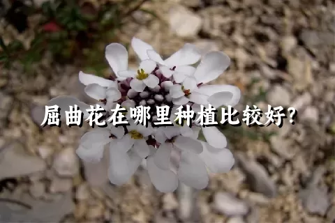 屈曲花在哪里种植比较好？
