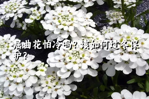屈曲花怕冷吗？该如何过冬保护？