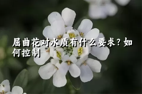 屈曲花对水质有什么要求？如何控制