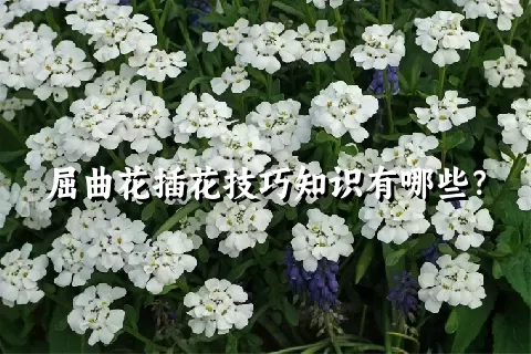 屈曲花插花技巧知识有哪些？