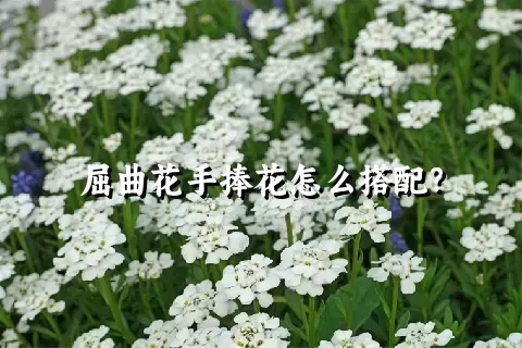 屈曲花手捧花怎么搭配？