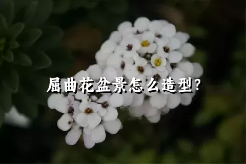 屈曲花盆景怎么造型？
