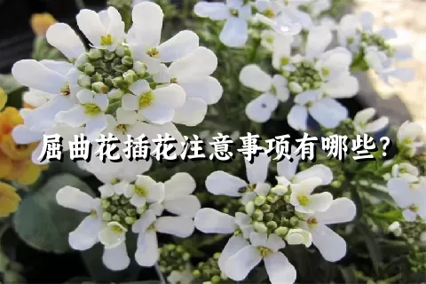 屈曲花插花注意事项有哪些？