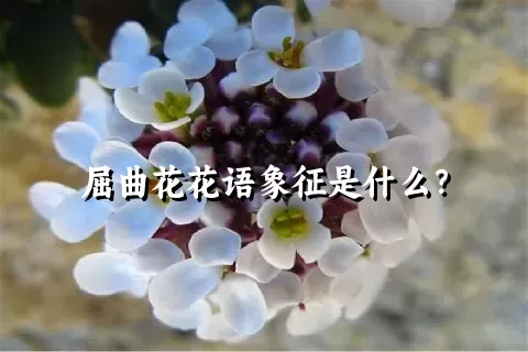 屈曲花花语象征是什么？