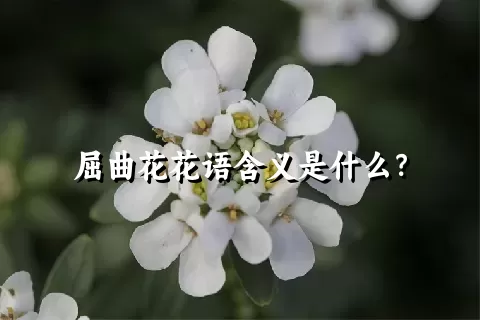 屈曲花花语含义是什么？