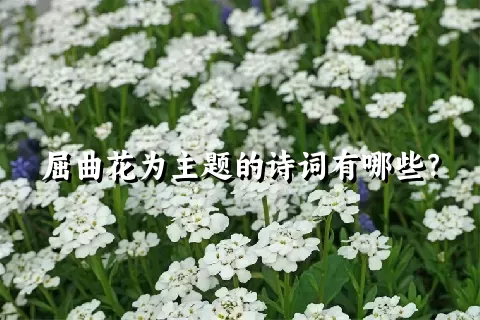 屈曲花为主题的诗词有哪些？