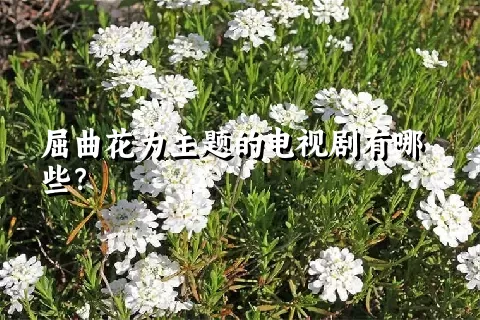 屈曲花为主题的电视剧有哪些？