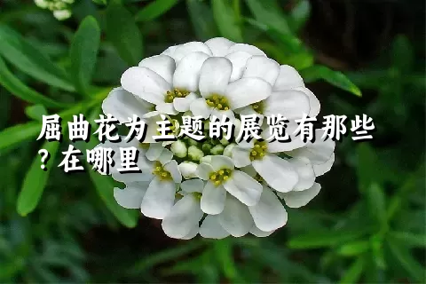 屈曲花为主题的展览有那些？在哪里