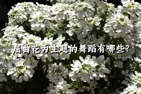 屈曲花为主题的舞蹈有哪些？