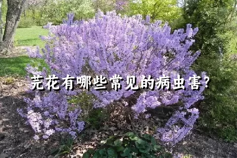 芫花有哪些常见的病虫害？