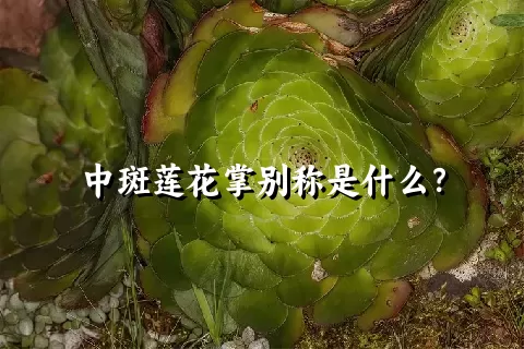 中斑莲花掌别称是什么？
