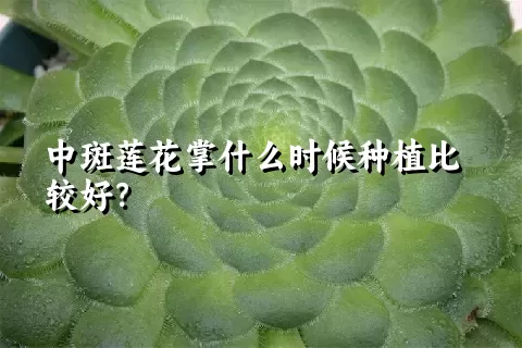 中斑莲花掌什么时候种植比较好？