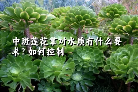 中斑莲花掌对水质有什么要求？如何控制
