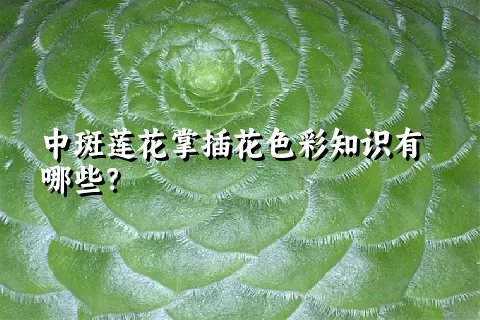中斑莲花掌插花色彩知识有哪些？