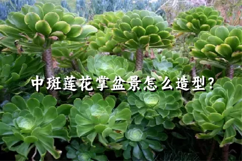 中斑莲花掌盆景怎么造型？