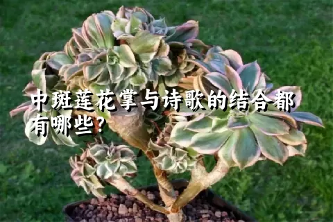 中斑莲花掌与诗歌的结合都有哪些？
