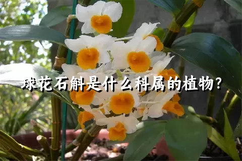 球花石斛是什么科属的植物？