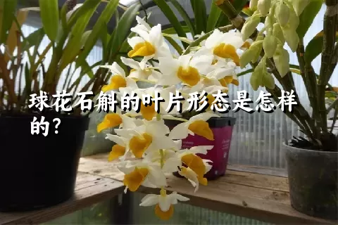 球花石斛的叶片形态是怎样的？