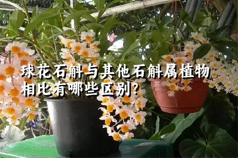 球花石斛与其他石斛属植物相比有哪些区别？
