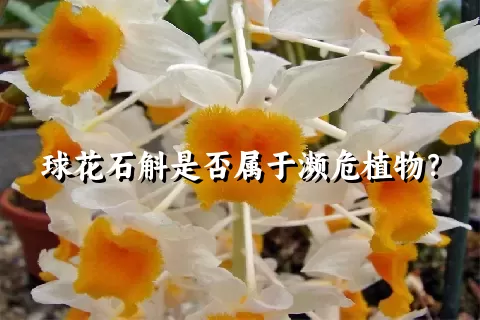 球花石斛是否属于濒危植物？