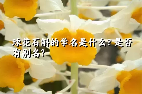 球花石斛的学名是什么？是否有别名？