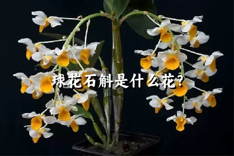 球花石斛是什么花？