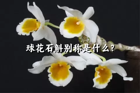 球花石斛别称是什么？