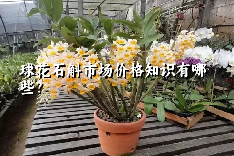 球花石斛市场价格知识有哪些？