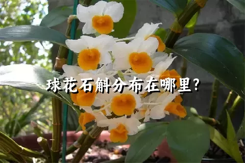 球花石斛分布在哪里?