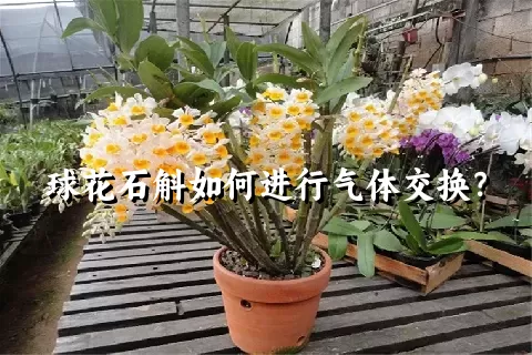 球花石斛如何进行气体交换？